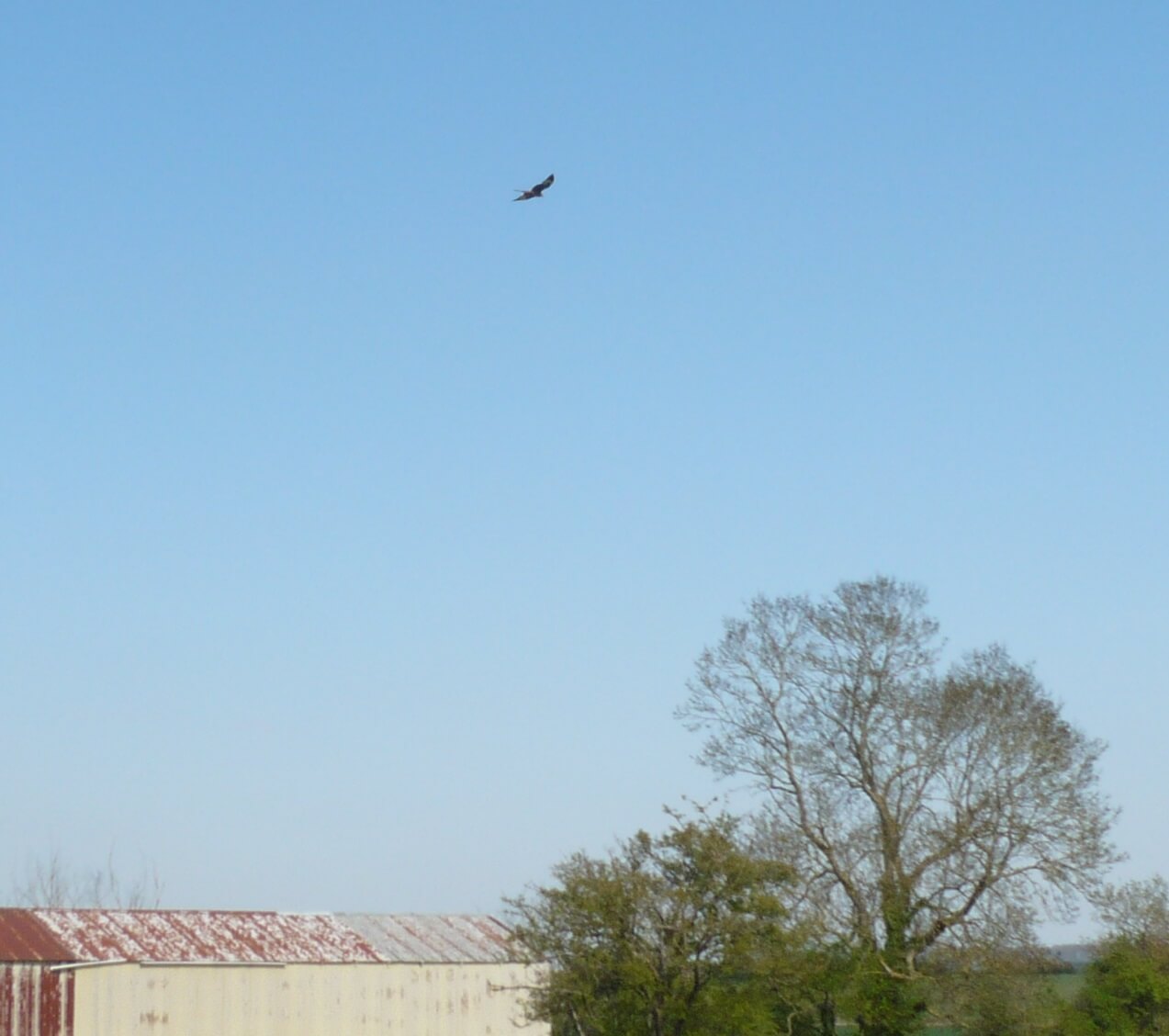 Bird of prey flying high over the castle mound Fotheringhay